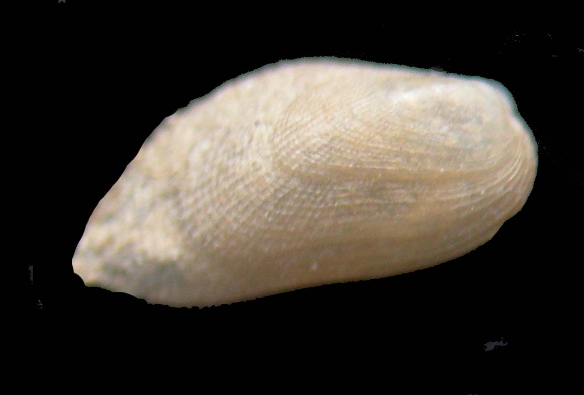 gregariella semigranata